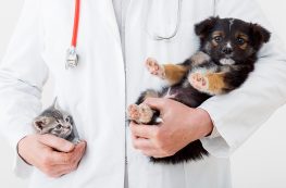 Cat and dog in Vet doctor hands. Doctor veterinarian keeps kitten in pocket and puppy in hand in white coat with stethoscope. Baby pets in clinic. medicine concept. Long web banner